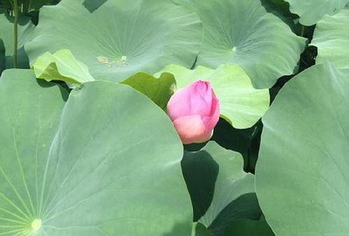 娱乐圈吃瓜感慨句子图片